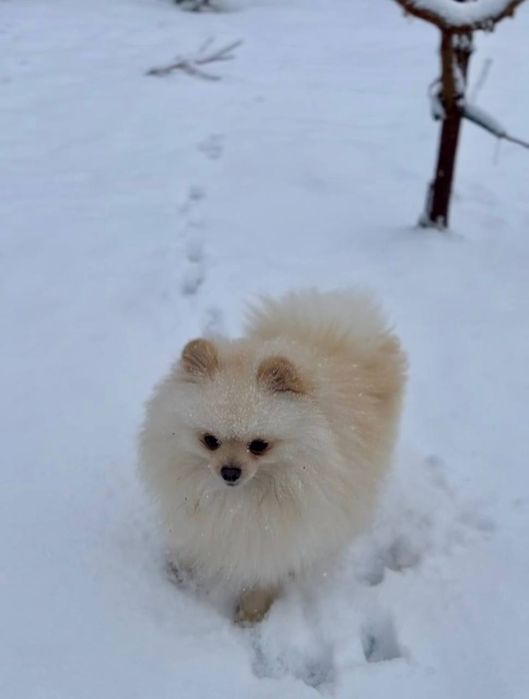 Шпиц Померанский
