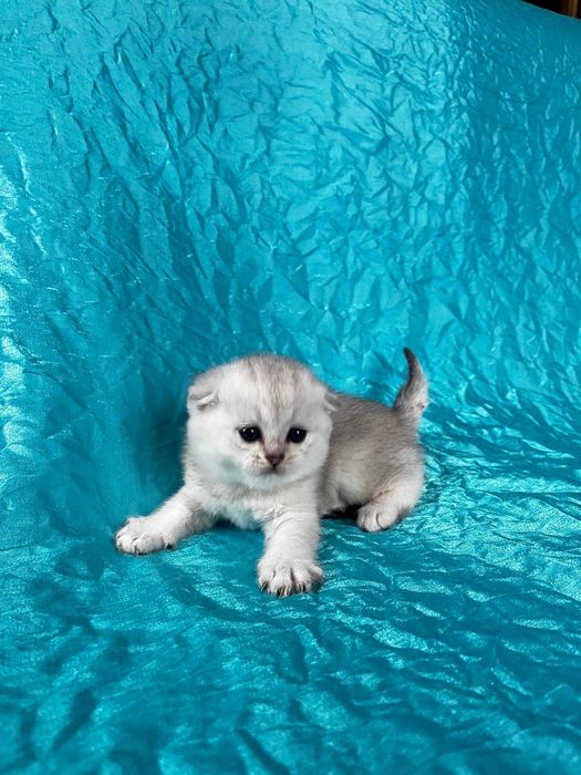 Кішечка Срібна шиншила