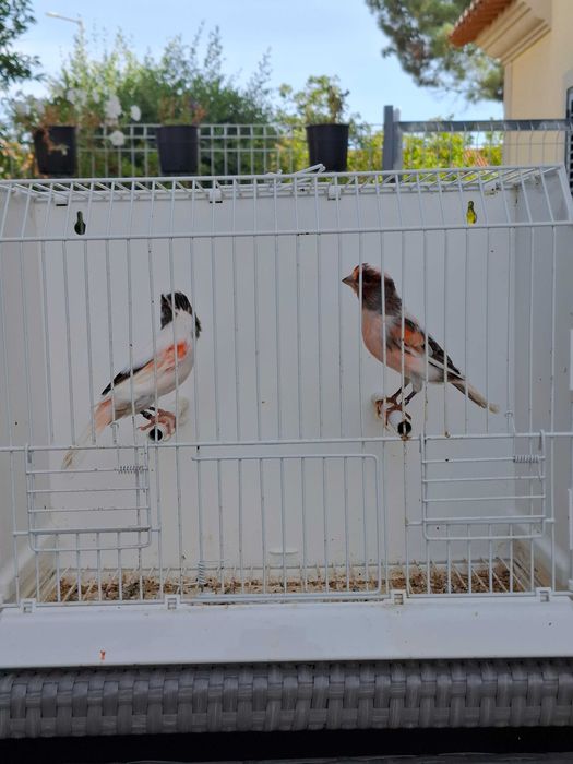 Canários Arlequim Português - Azeitão