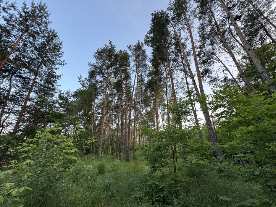 КМ Нова Ходосівка ділянки від 10 сот СОСНОВИЙ ЛІС Ходосівка, AlFresco