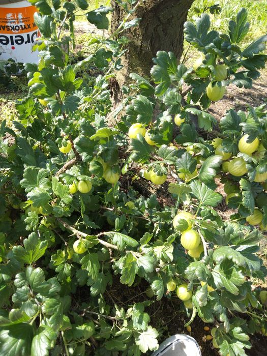 Domowe soki ze swoich owoców z ogrodu