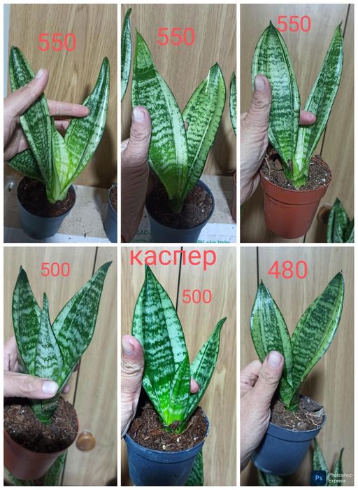 Сансевієрія муншайн каспер і інші
