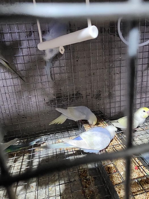 Piriquitos australianos arco íris 2026