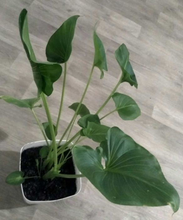 Калла белоцветковая