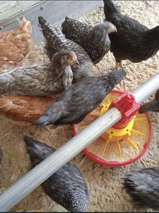 Кури несушки домінант легорн