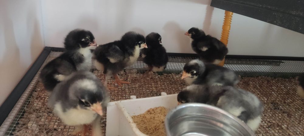 Malines desde 5 dias