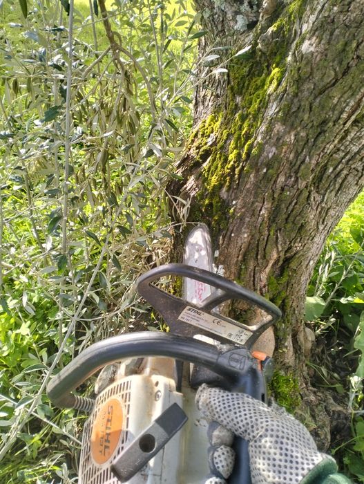 Prestação de serviços de jardinagem e de limpeza