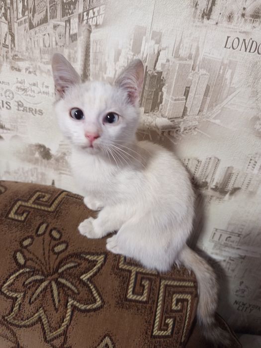Віддам у добрі руки
