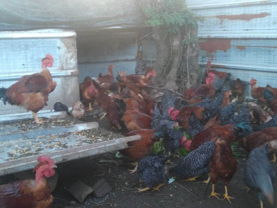 Galosl criados no campo otimos para seu natal