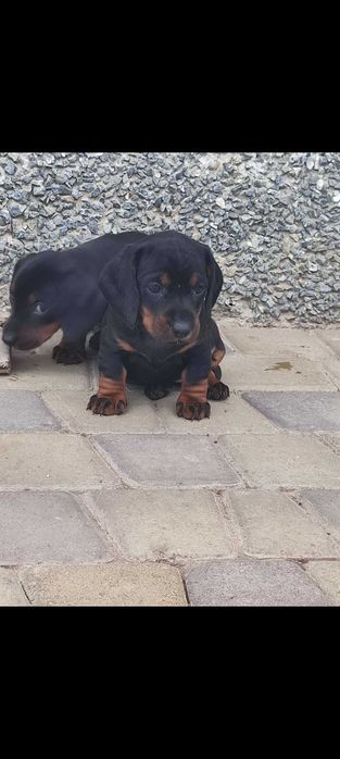 Такса короткошерстна