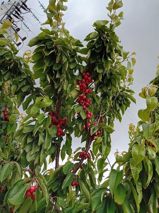 Cereja de Armamar rija de alta qualidade