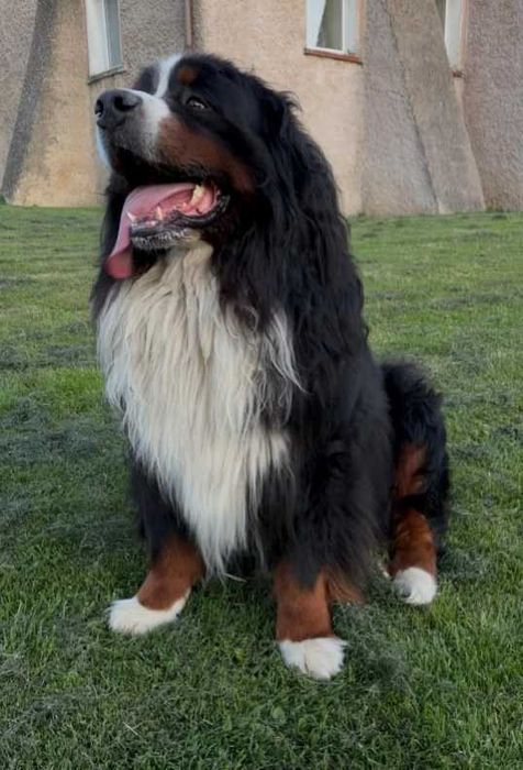 Berneński pies pasterski ZHPR UCI