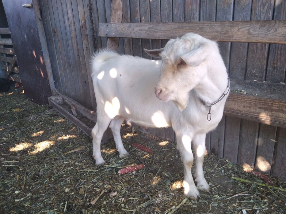 Козел зааненський чекає бажаючих кізочок для любовних зустрічей