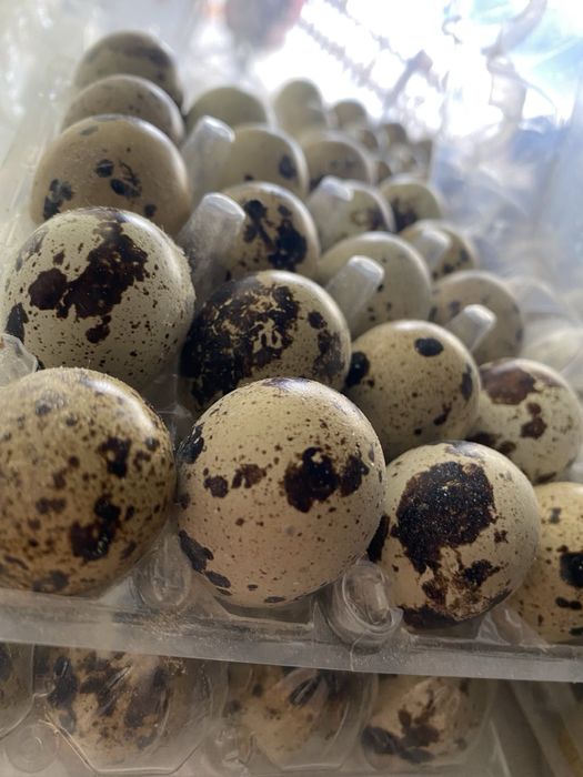 Інкубаційне яйце перепілки Техас