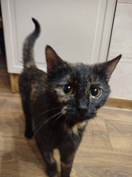 Mokka... szylkretowa piękność szuka domu ...