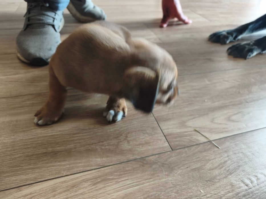 Cachorrinho macho