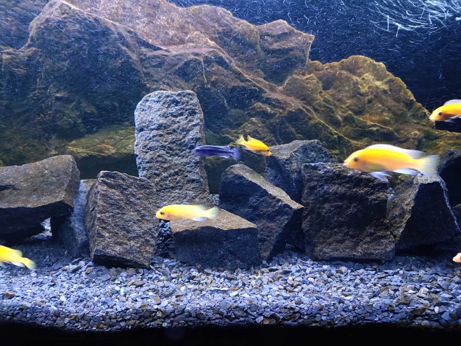 Akwarium 200 cm w calosci