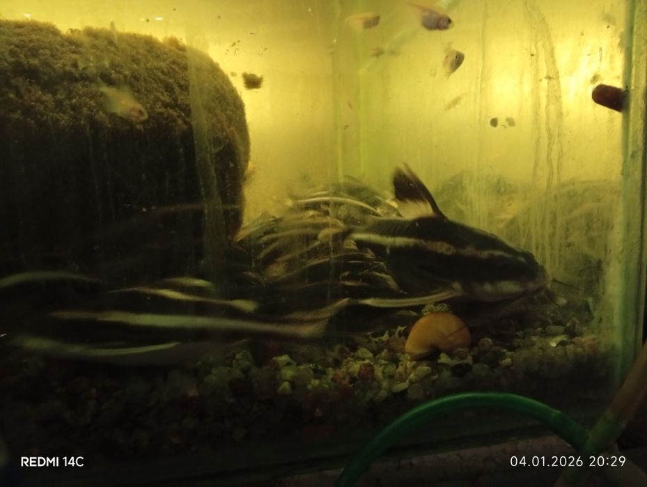 Продам взрослых рыб Лабео.Сом.