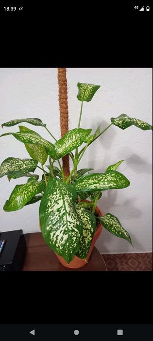 Дифенбахия продажа, обмен