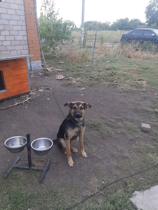 Віддам сторожову собаку