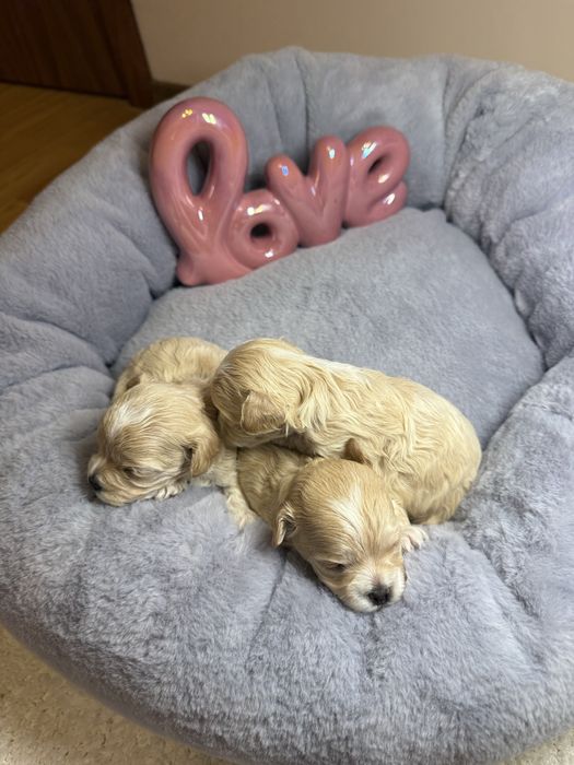 Шикарні карамельні міні мальтипу