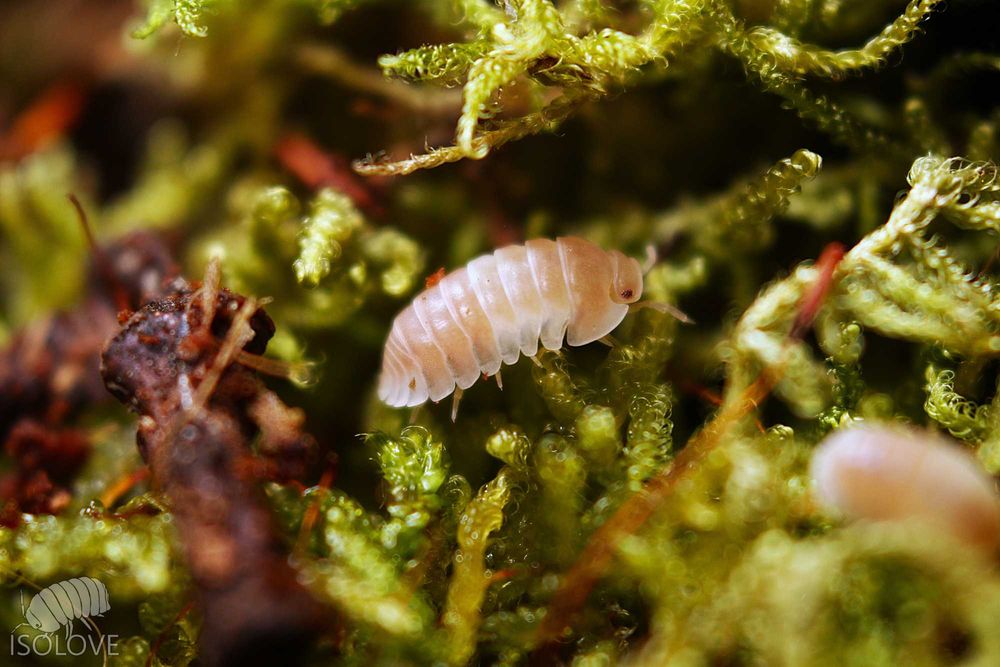 Cubaris sp. "pink panda", różowe pandy, równonogi, isopoda