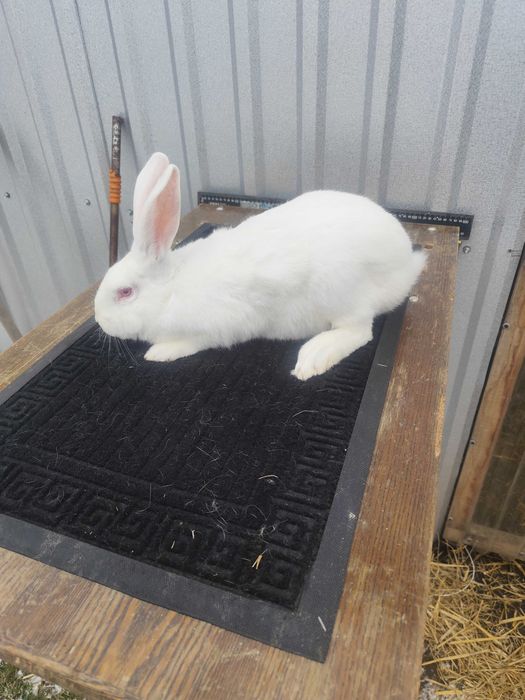 Sprzedam króliki TB