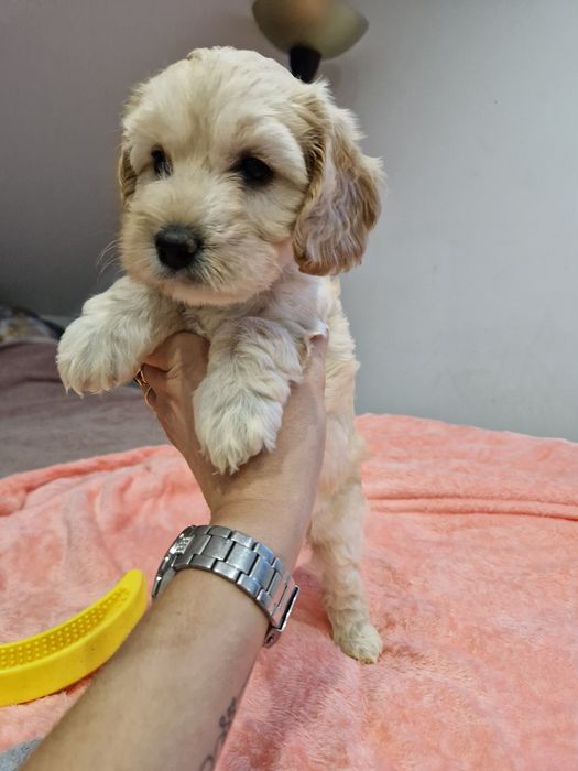 Suczka cockapoo biszkoptowa