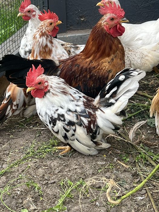 Koguty serama najmniejsze kurki swiata tegoroczne z naturalnego wylęgu