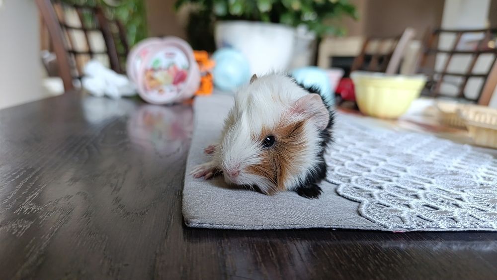 Różne Świnki morskie cavia domowa