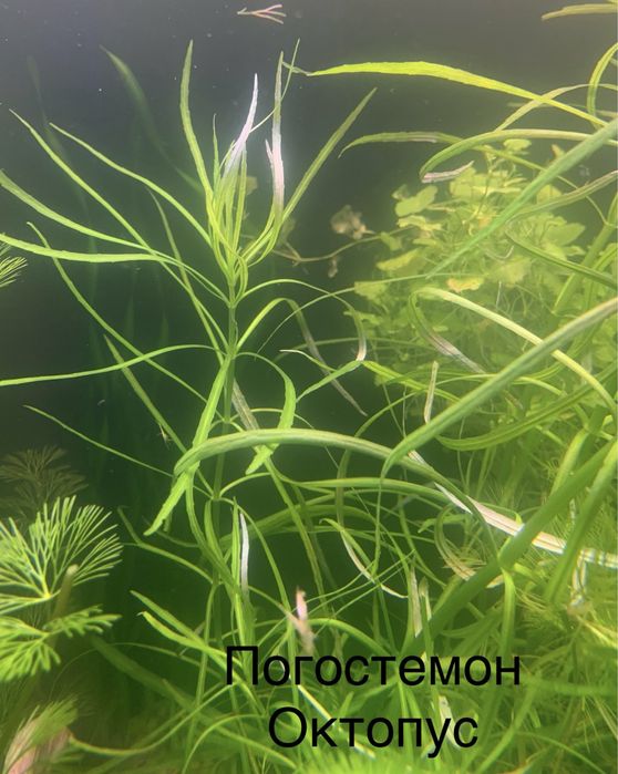 Растения для аквариума
