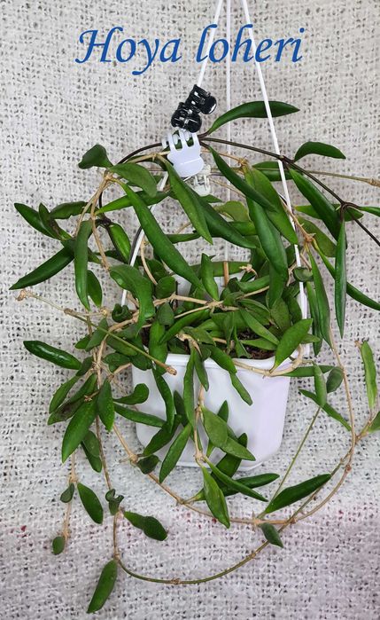 Продам хойи Perak,Finlaysonii dark leaves,H.sp.EPC-600,H. loheri и
