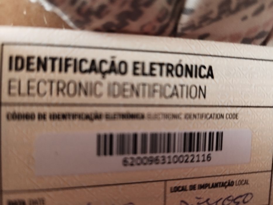 Macho Scottish Straght