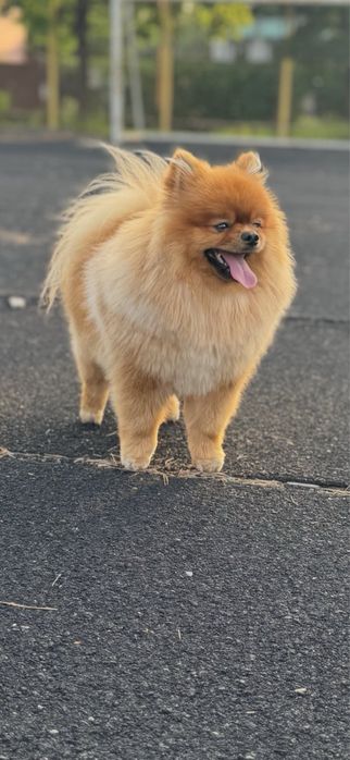 Померанский шпиц ищет невесту