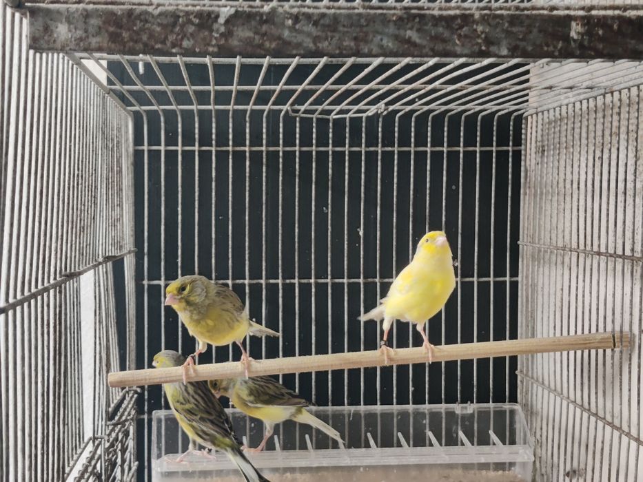 Canários timbrado espanhol