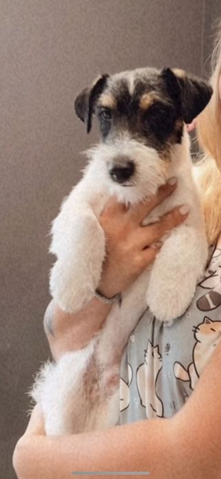 Jack Russell terrier