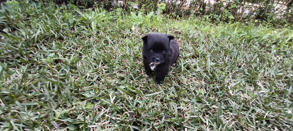 Spitz alemão anão Lulu da Pomerânia hiper miniatura criado em ambiente