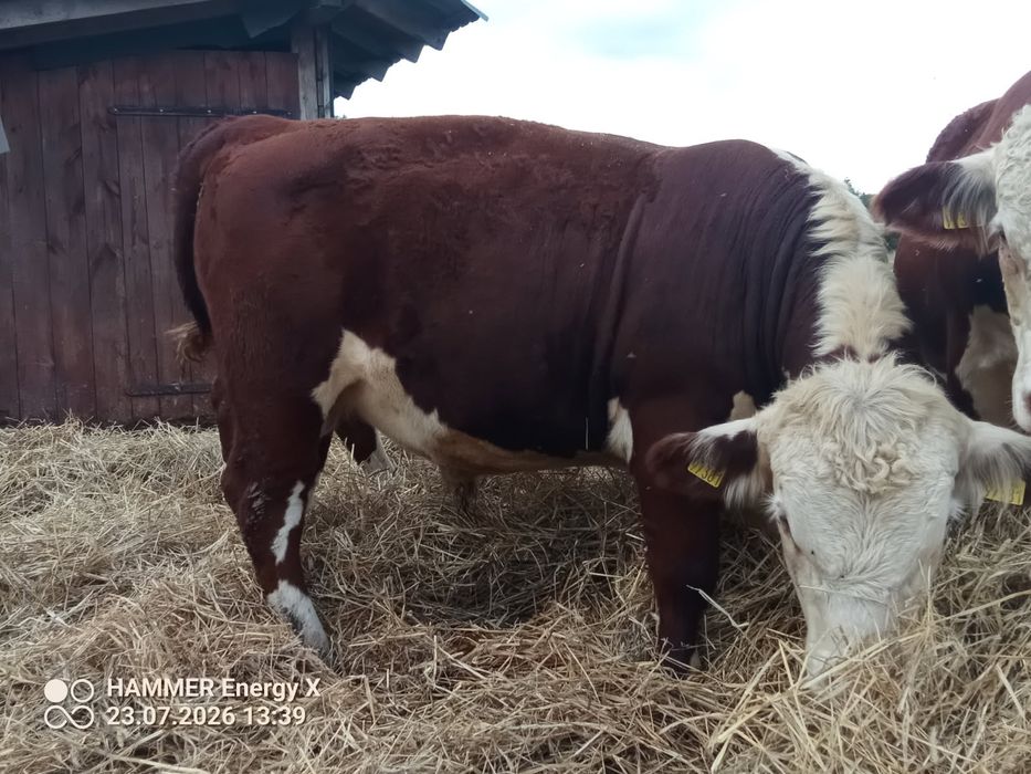 Sprzedam Byka razy Hereford