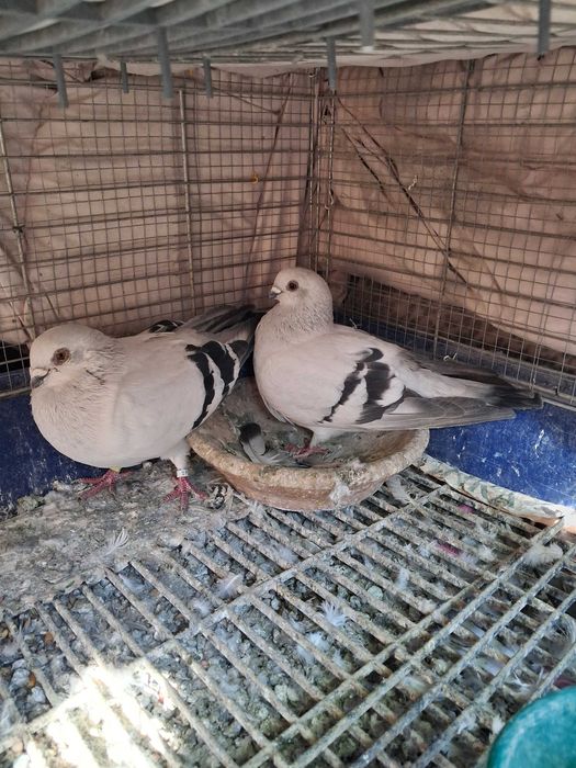 gołębie damasceńskie