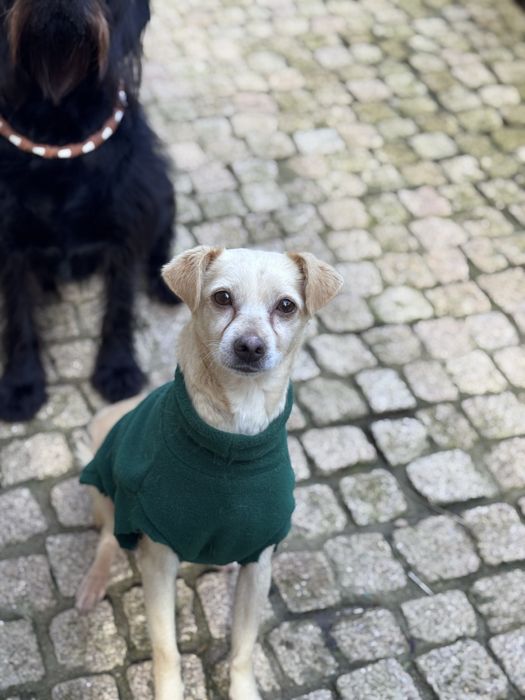 Joy - 2.5 meses, porte pequeno (5kg)