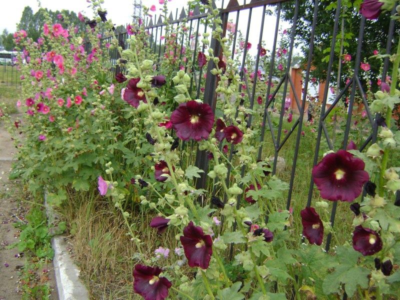 Квіти садові. кущі