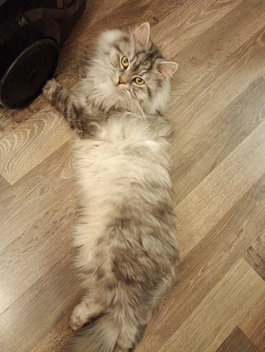 Отдам в хорошие руки