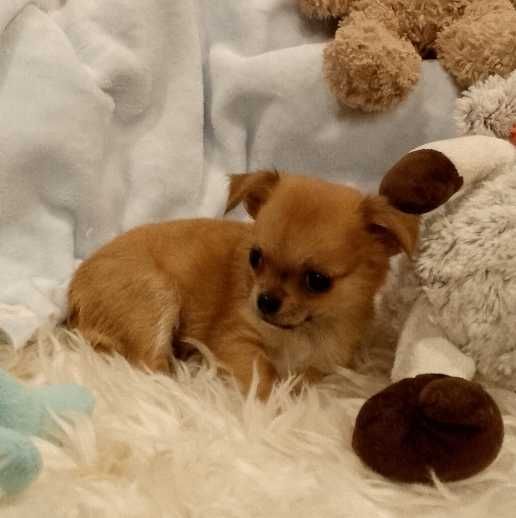 Chihuahua długowłosy chłopiec