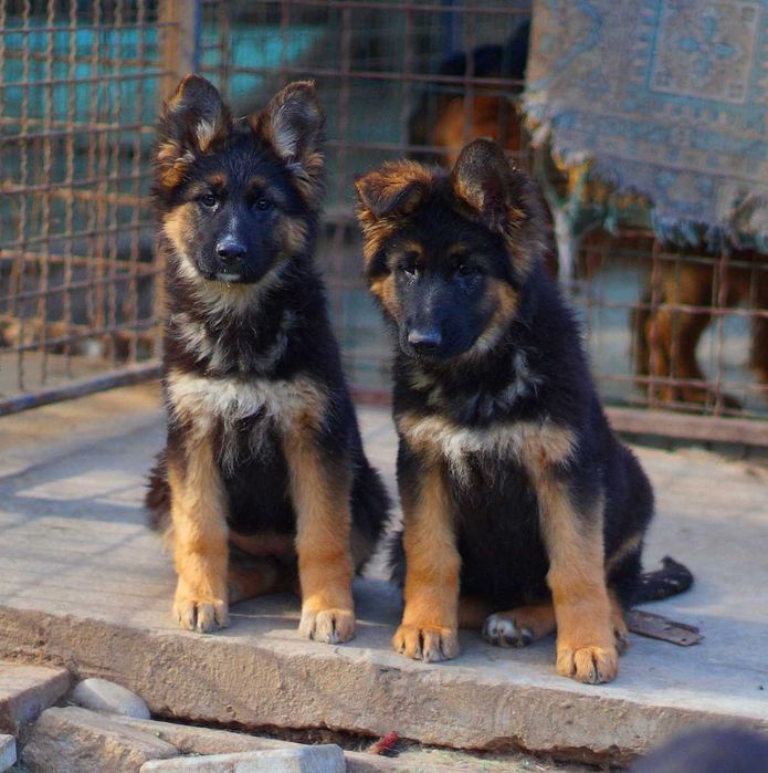 немецкая овчарка