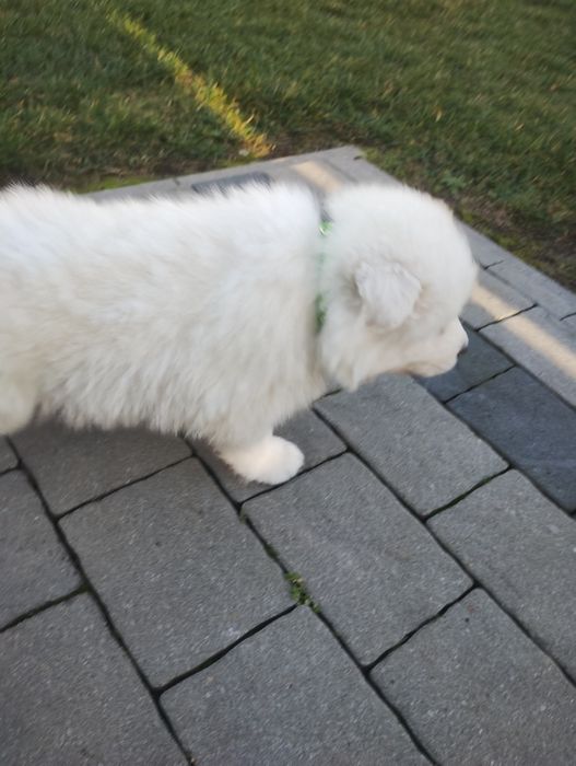 Samoyed szczenię