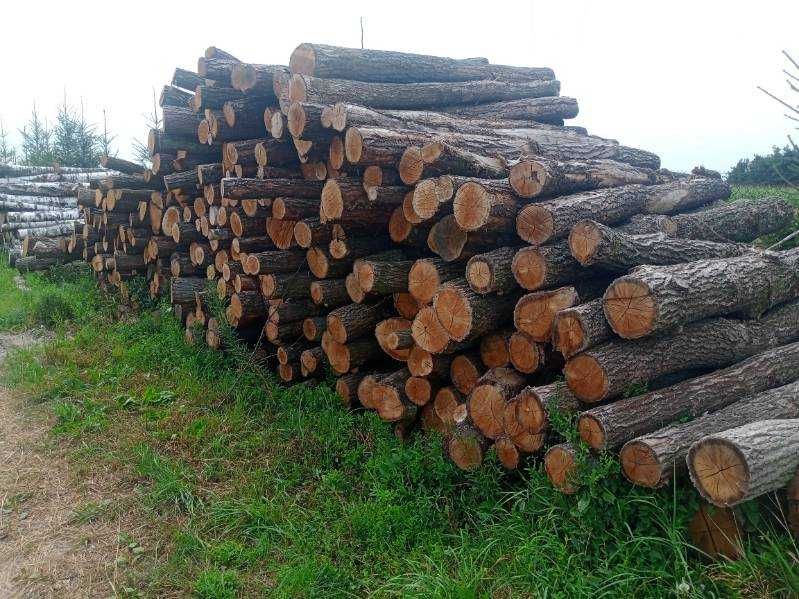 Drewno drzewo  DĄB metry z transportem