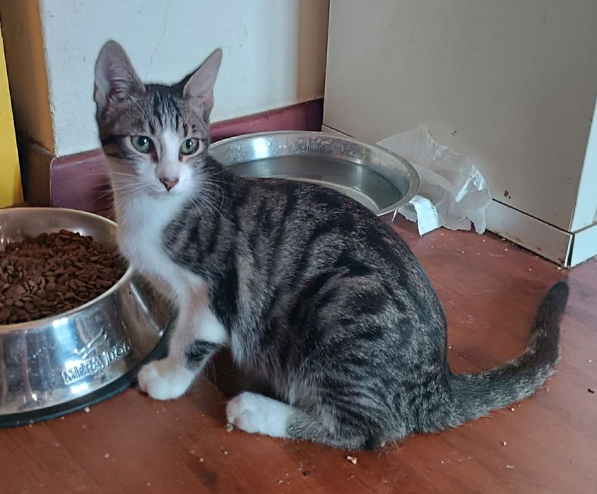 Gatinho macho, com 4 meses, para adoção.