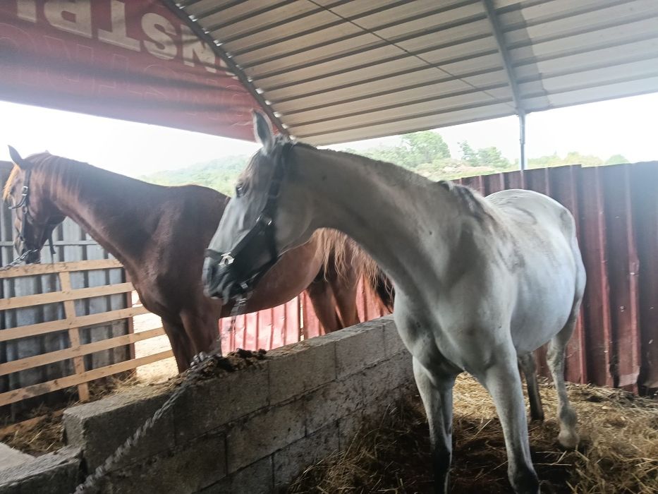 Venda de 2 cavalos 4000€