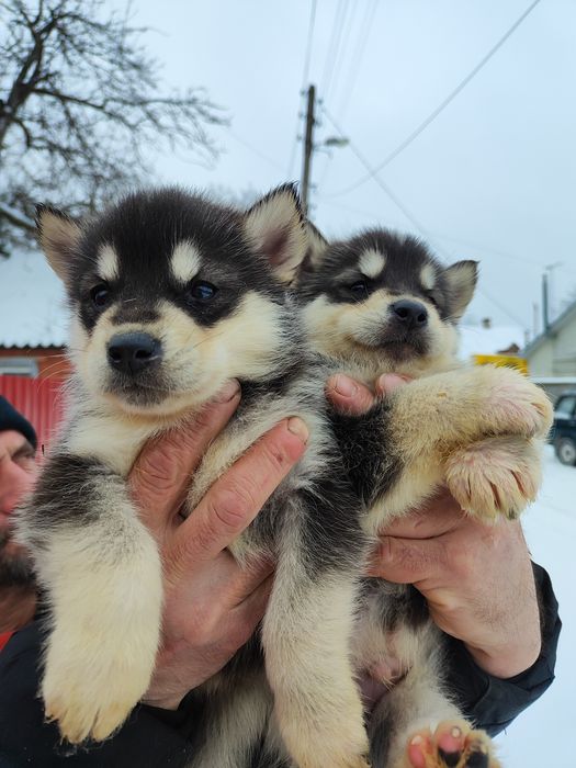 Сибірський хаскі : хлопчик та дівчинка