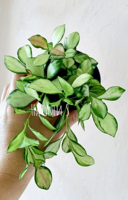 hoya heuschkeliana variegata